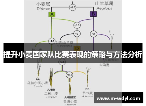 提升小麦国家队比赛表现的策略与方法分析
